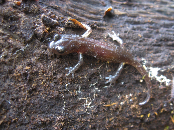Arboreal Salamander